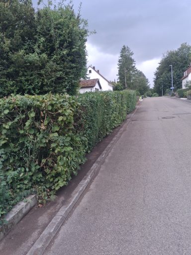Eine Straße mit Hecken an beiden Seiten, umgeben von Wohnhäusern und grauem Himmel.