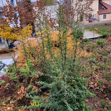 Grüne Pflanze mit hohen Stängeln und welkem Laub im Garten.