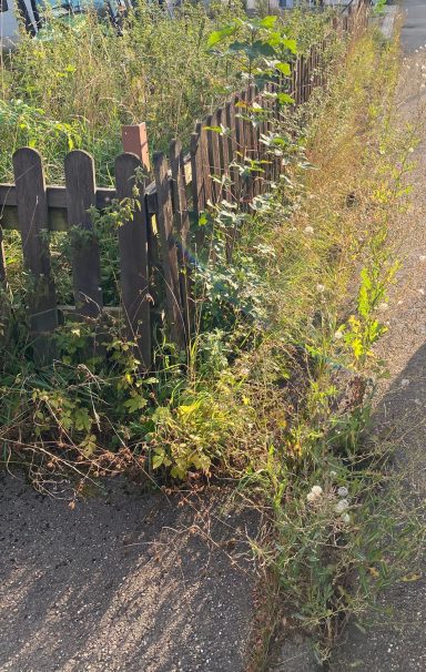 Verwilderter Gartenweg mit hohem Gras und dichtem Strauchwerk neben einem Holzzaun.