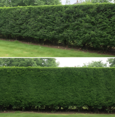 Zwei grüne Hecken, eine leicht geschnitten, die andere höher und dichter.