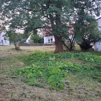 Eine Wiese mit hohem Gras und einem großen Baum, im Hintergrund ein Gebäude.