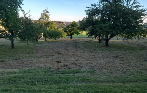 Anwesen mit Wiese und mehreren Bäumen im Hintergrund, blauer Himmel.